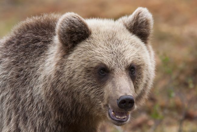 Medveď poľovníkovi ukradol dve zbrane, polícia po ňom pátra