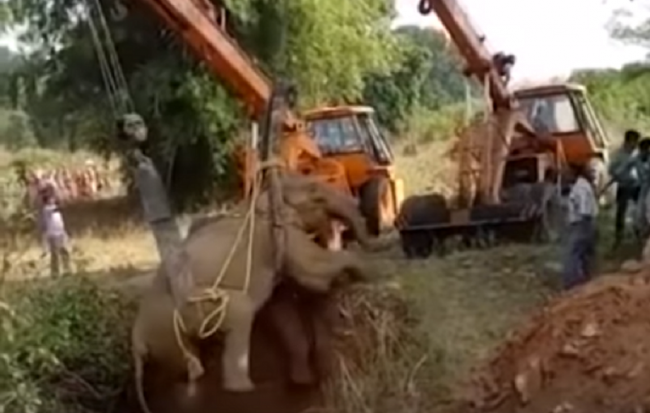 Video: Slonica spadla do 6-metrovej studne. Vytrvalo ju zachraňovali 36 hodín