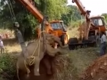 Video: Slonica spadla do 6-metrovej studne. Vytrvalo ju zachraňovali 36 hodín