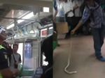 Video: Vo vlaku plnom ľudí sa objavil had. Cestujúci neváhal, a poriadne s ním zatočil