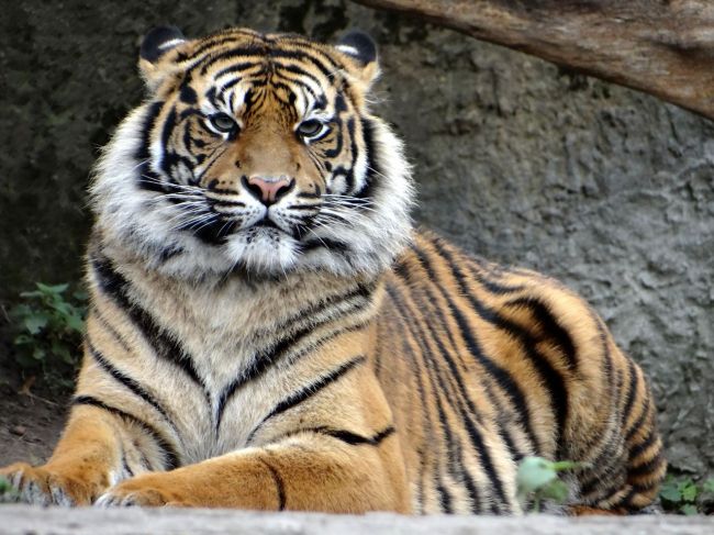 Z cirkusu v Paríži utiekol tiger, museli ho zastreliť