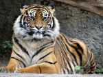 Z cirkusu v Paríži utiekol tiger, museli ho zastreliť