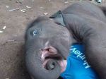 Video: Mláďa slona si pomýlilo tvár muža s cumľom, nemohol sa prestať smiať