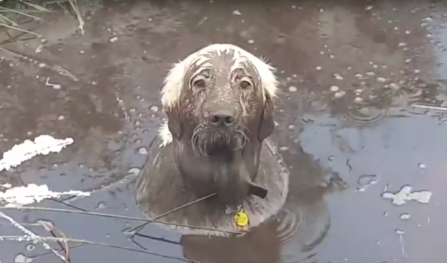 Video: Takto to vyzerá, keď sa pes rozhodne, že potrebuje bahenný kúpeľ