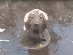 Video: Takto to vyzerá, keď sa pes rozhodne, že potrebuje bahenný kúpeľ