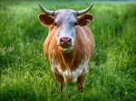 Foto: Umelec v kostole ukrižoval kravu, miestni to nedokážu rozdýchať