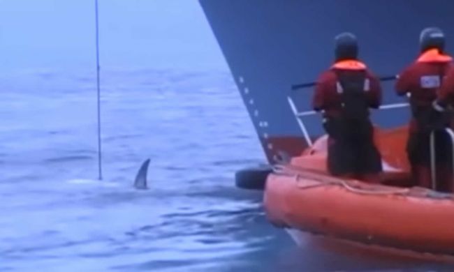 Video: Japonskí lovci využívajú na lovenie veľrýb skutočne trýznivé metódy