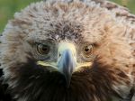 Orlica Zora z východu Slovenska pokračuje v potulkách po Európe