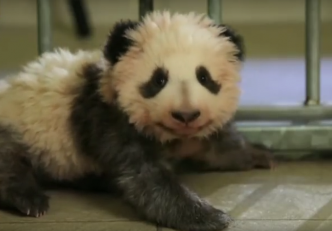 Video: Vo Francúzsku sa narodilo prvé mláďa pandy a všetci sú z neho namäkko