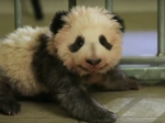 Video: Vo Francúzsku sa narodilo prvé mláďa pandy a všetci sú z neho namäkko