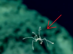 Video: Tento pavúk vás zhypnotizuje svojím tancom