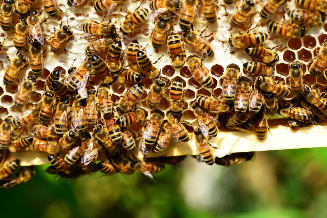 Slováci vymysleli prístroj, ktorý ochráni včelstvá pred klieštikom