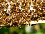 Slováci vymysleli prístroj, ktorý ochráni včelstvá pred klieštikom