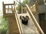 Video: Mláďatá pandy na šmýkačke si získali internet