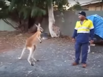 Video: Nezvyčajná pouličná bitka medzi kengurou a stavbárom
