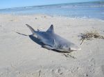 Na ostrove v Perzskom zálive našli stovky mŕtvych žralokov s odrezanými plutvami