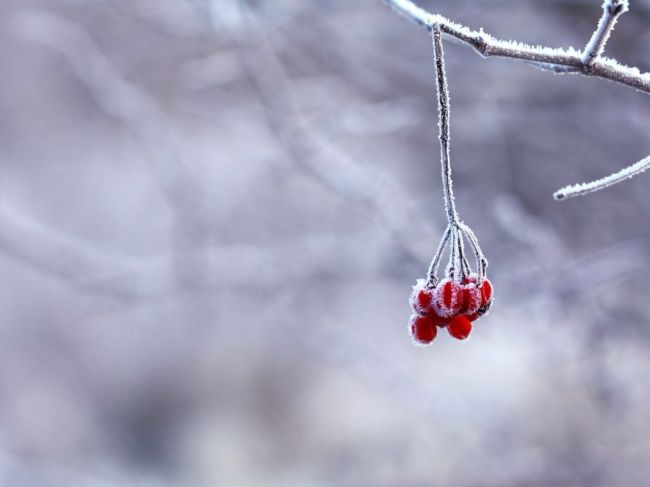 Mrazy, keď v decembri ochabnú, znamenajú zimu zlú