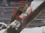 Video: Medveď po 20 rokoch života v klietke zažil svoj prvý sneh