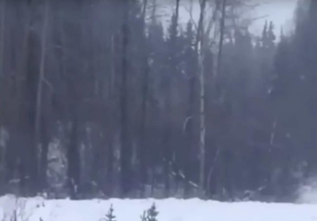 Video: Z lesa začali vychádzať zvuky, ktoré vystrašia každú bunku vášho tela
