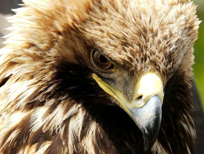 Slovenská mladá orlica Zora precestovala sedem štátov