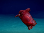 Video: V hlbinách oceánu našli vedci podivné stvorenie ako zo sci-fi filmu