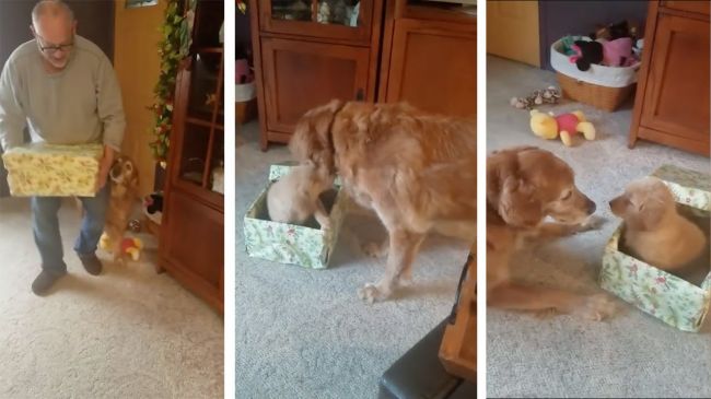 Video: Pes dostal na Vianoce šteniatko. Jeho reakcia vás dojme