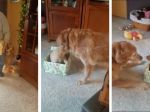 Video: Pes dostal na Vianoce šteniatko. Jeho reakcia vás dojme