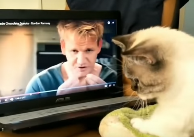 Video: Gordon Ramsay naučil mačku základy pečenia