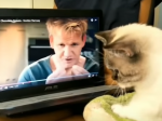 Video: Gordon Ramsay naučil mačku základy pečenia