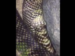 Video: Had sa pokúsil o nemožné – snažil sa zjesť sám seba 