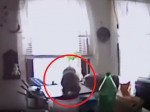 Video: Polícia v kuchyni zastihla nečakaného zlodeja koláčikov