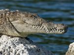 90-ročný turista neprežil útok krokodíla