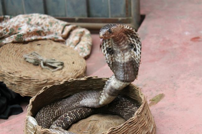 Ich dievčatko smrteľne pohrýzla kobra. Rodina sa preto rozhodla dobiť hada na smrť. 