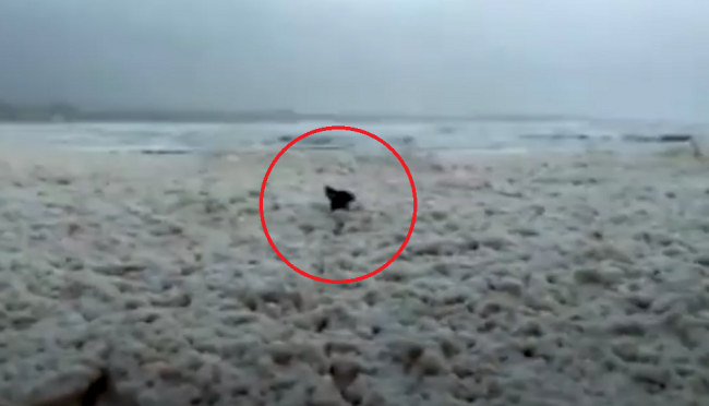 Video: Pláž pokryla morská pena. Psík to využil a urobil si tam párty