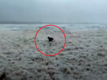 Video: Pláž pokryla morská pena. Psík to využil a urobil si tam párty