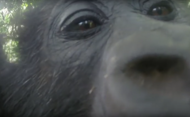 Video: Mladé gorily sa prvýkrát uvideli v zrkadle. Pozrite si ich reakciu