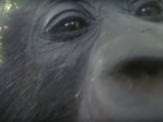 Video: Mladé gorily sa prvýkrát uvideli v zrkadle. Pozrite si ich reakciu
