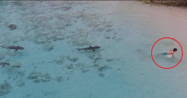 Video: Dron zachytil hrozivú scénu. Za chlapcom plávali štyri žraloky
