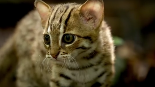 Video: Najmenšia mačka na svete žije v džungli a je úžasne roztomilá
