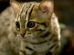 Video: Najmenšia mačka na svete žije v džungli a je úžasne roztomilá