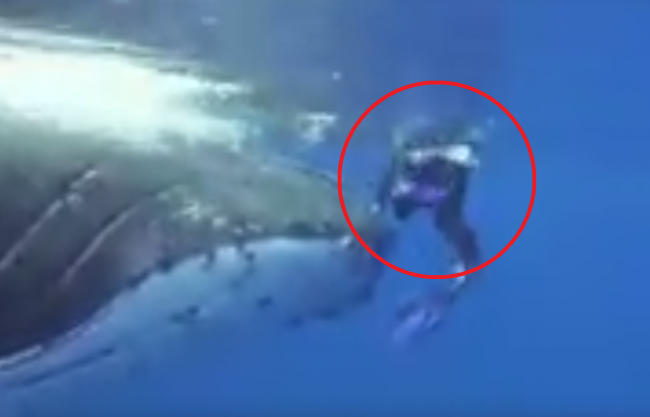 Video: Veľryba hrdinsky zachránila ženu pred žralokom. Behá z toho mráz po chrbte!