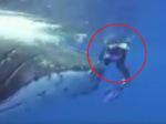 Video: Veľryba hrdinsky zachránila ženu pred žralokom. Behá z toho mráz po chrbte!