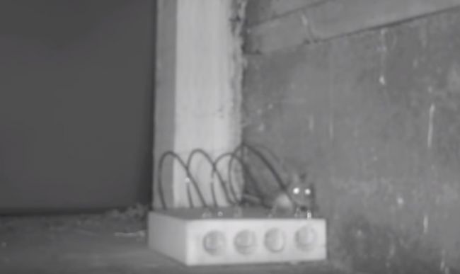 Video: Vďaka tejto overenej pasci na myši z roku 1590 zaručene chytíte aspoň 4 myši za noc