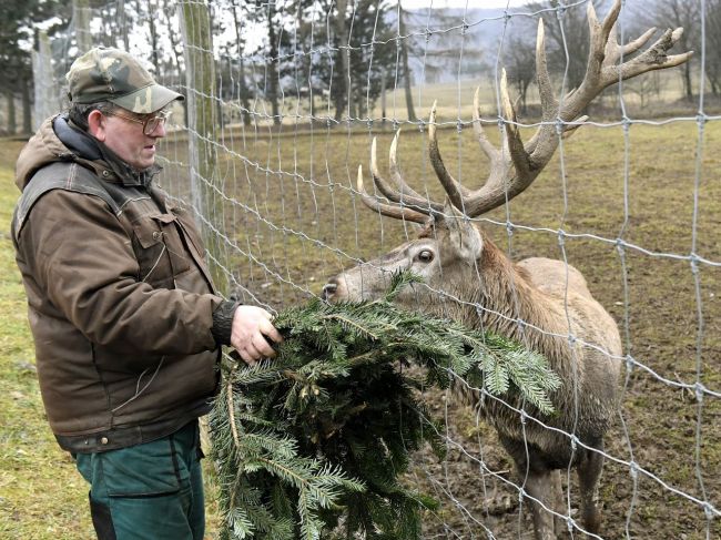 Košická ZOO našla spôsob, ako využiť nepredané vianočné stromčeky