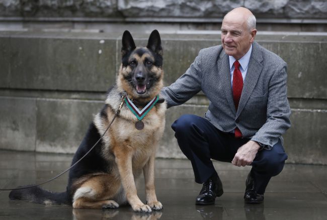 Najvyššie vojenské vyznamenanie udeľované zvieratám dostal pes Chips