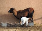 Košická zoo má prvé novoročné mláďatko – ovcu kamerunskú