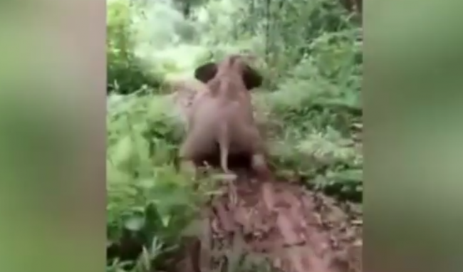 Video: Sloníča si urobilo z blata šmýkačku. Sledujte, ako sa zabávalo