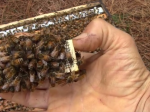 Video: Včelár zachránil včeliu kráľovnú pred smrťou. Za odmenu mu zaspievala
