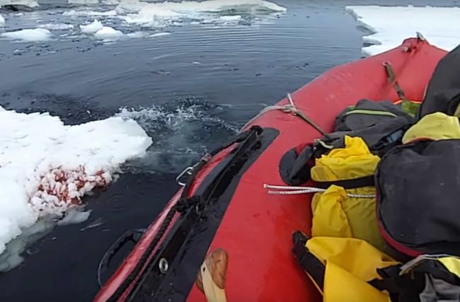 Video: Vedcov vo vodách pri Antarktíde prekvapil nečakaný hosť – skočil im priamo do člna