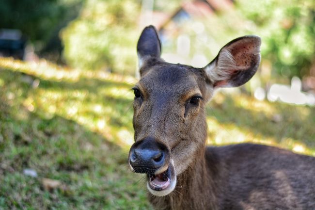 Choroba, ktorá mení jelene na zombie, je podľa vedcov prenosná aj na ľudí